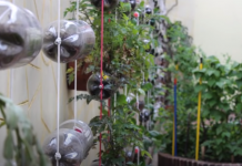 Huerta urbana con tips saurológicos