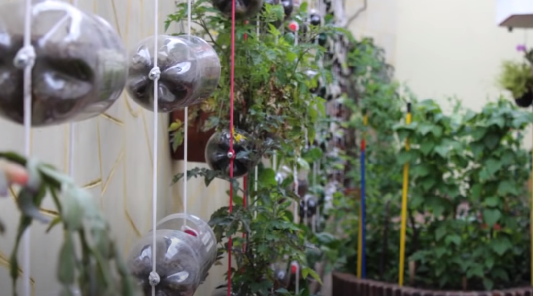 Huerta urbana con tips saurológicos
